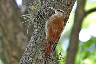 Witbuikmuisspecht - Lepidocolaptes leucogaster Witbuikmuisspecht - Lepidocolaptes leucogaster